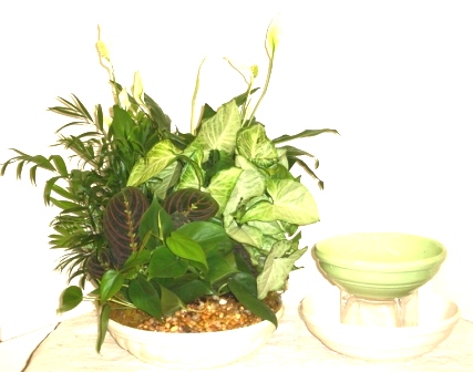 8" Lindel Rock Garden